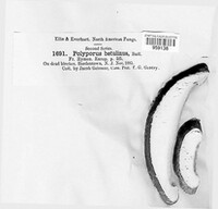 Fomitopsis betulina image